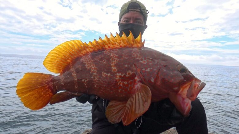 ラッキークロー　アコウ　キジハタ　釣果