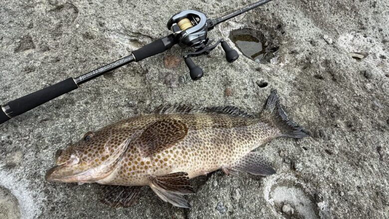 ロックライバー7G　ハタ　釣果