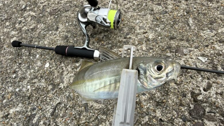 宵姫爽弐　アジ　釣果