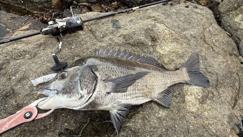 26ネクサーブ　チヌ　釣果