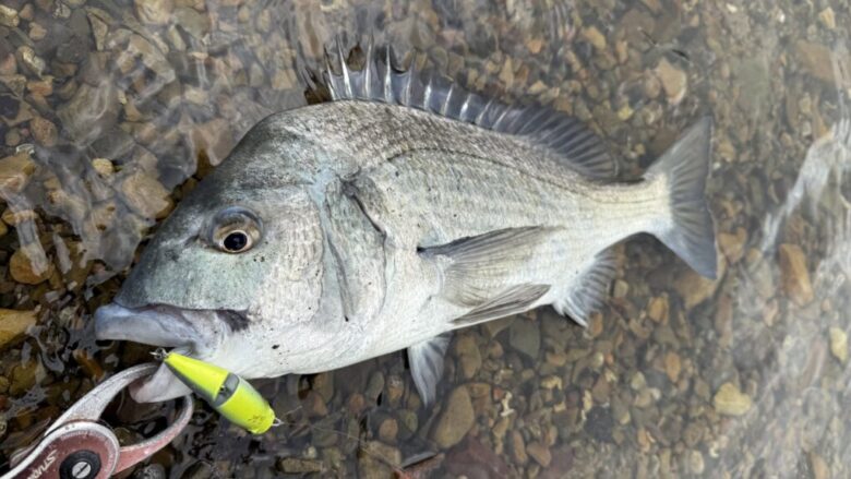 ライズジョイント　釣果