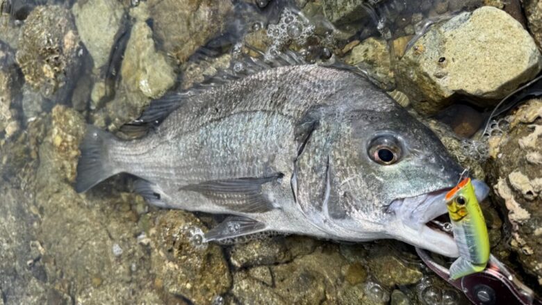 ライズジョイント　チヌ　釣果