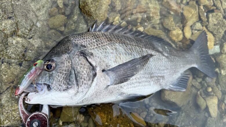 リプラッシュ　チヌ　釣果