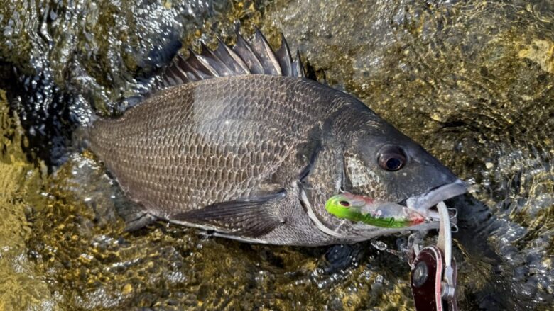 リプラッシュ　チヌ　釣果