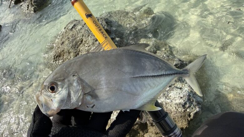 アウトバックパピー　メッキ　釣果
