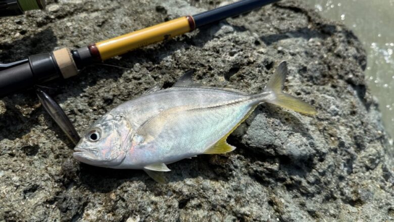 アウトバックパピー　釣果