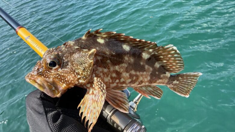 アウトバックパピー　根魚　釣果