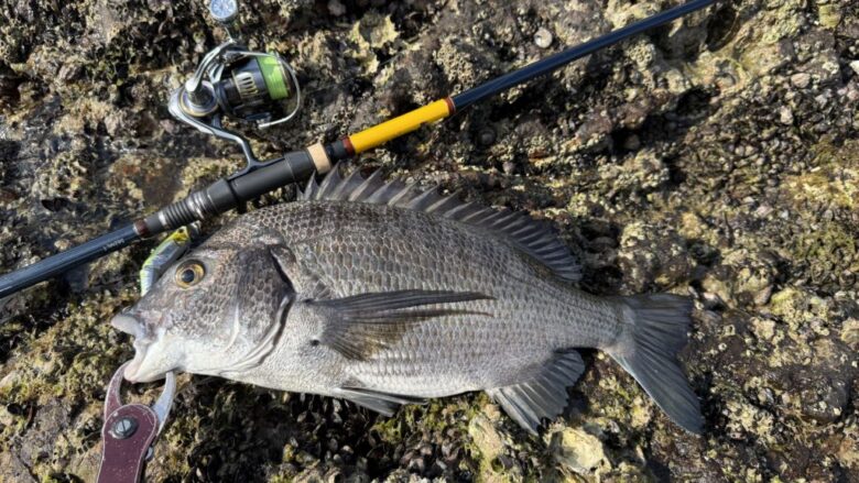 アウトバックパピー　チヌ　釣果