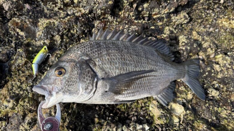 ライズジョイント　チヌ　釣果