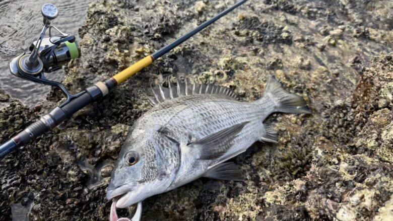 アウトバックパピー　チヌ　釣果