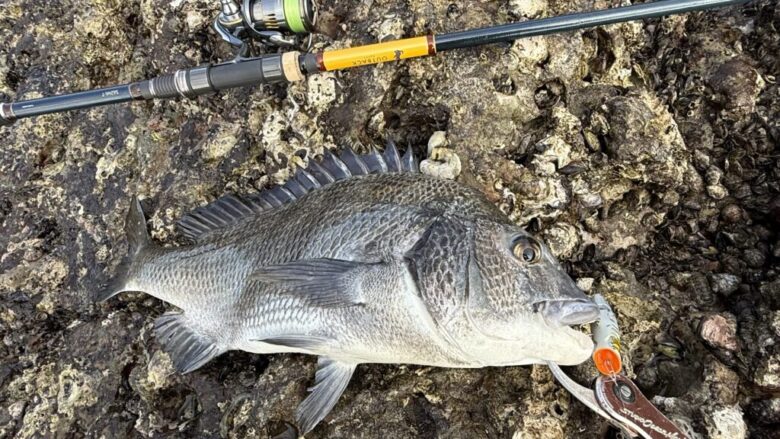 アウトバックパピー　チヌ　釣果