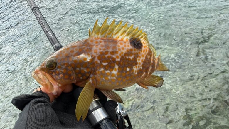 バックパッカー　アコウ　釣果