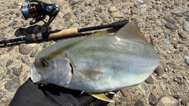 バックパッカー　青物　釣果