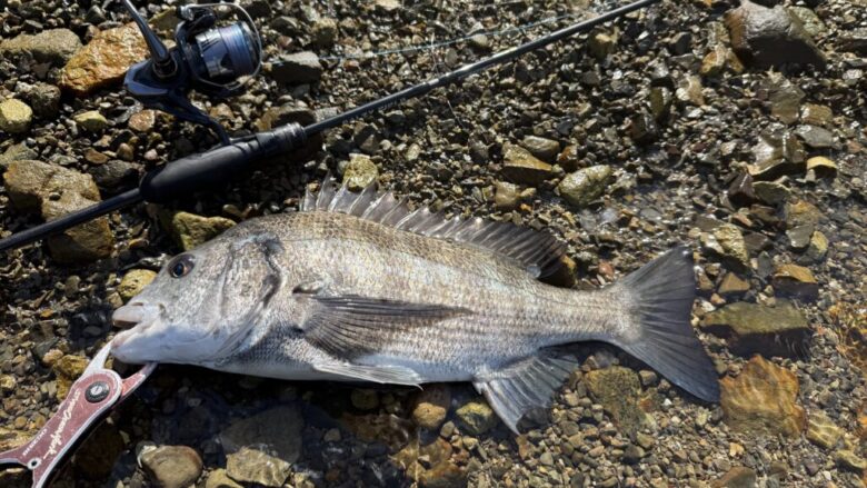 26ミラベル　チヌ　釣果
