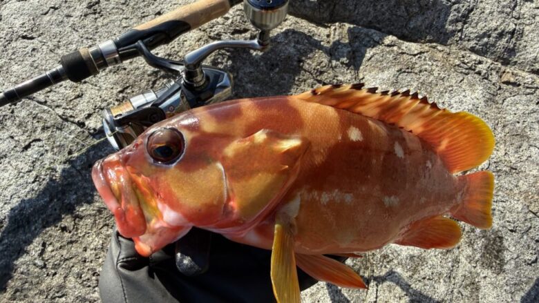 26ミラベル　釣果