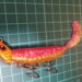 フラッグたぬき　インプレッション