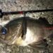 メバリング　釣果