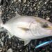 ショアジギング　カンパチ　釣果