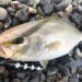 青物　ショアジギング　潮通し