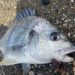 キビレ　釣果