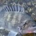 ライトワインド　釣果