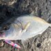 ライトショアジギング　釣果