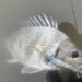 チニング　釣果