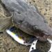 マゴチ　釣果
