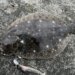 ヒラメ　釣果
