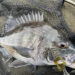 チヌ　釣果