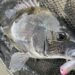 ライズポップ　チヌ　釣果