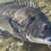 チヌ　釣果