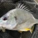チニング　釣果