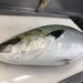 冬　ショアジギング　釣れる魚　ターゲット