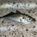 アジング　釣果