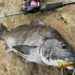 チヌ　ポッパー　クロダイ　釣果
