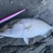ロングジグ　釣果
