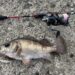 メバル　釣果