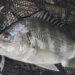 チヌ　夜　トップ　釣果