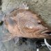 オオモンハタ　釣果