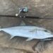 ヒラマサ　釣果