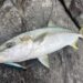 ロックショア　青物　釣果