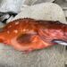 ロックフィッシュ　シャッドテール　釣果