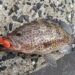 ロックフィッシュ　釣果